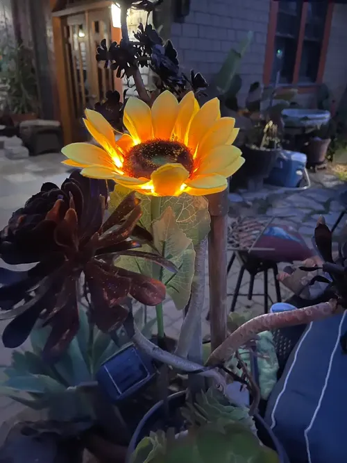 Solar Powered Sunflower Lights - Outdoor Garden Decor photo review