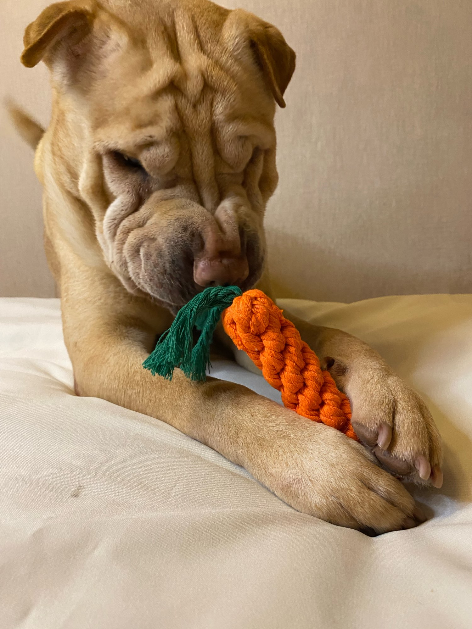 Durable Dog Chew Toys for Molar Cleaning - Cartoon Animal Rope Toy photo review