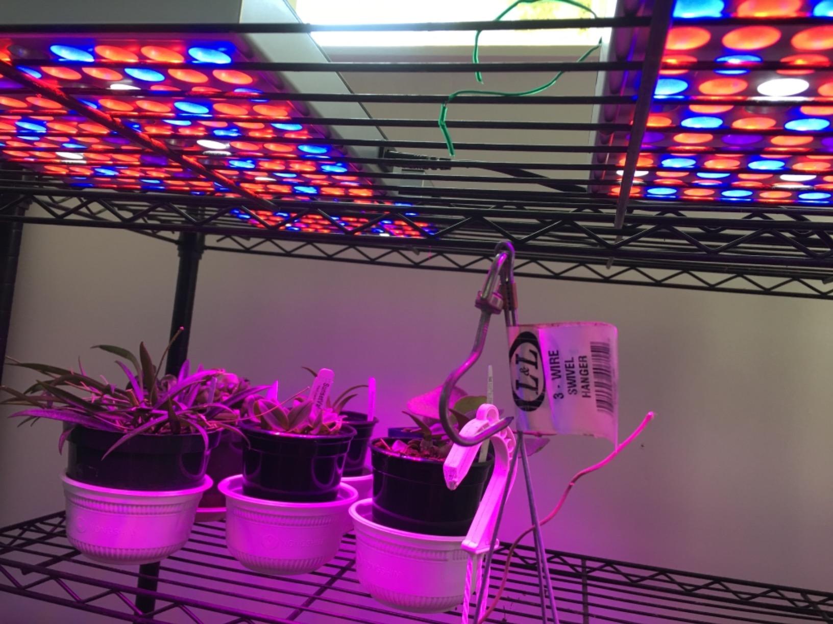 45W Led Plants Grow Light Full Spectrum Indoor Veg Flower Lamp Hydroponic photo review
