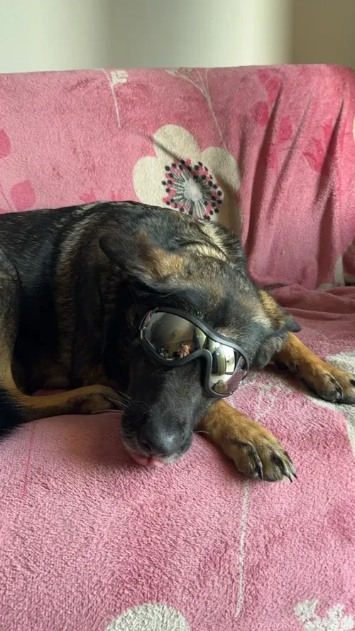 Adjustable Dog Goggles for Skiing, Travel, UV Eye Protection photo review