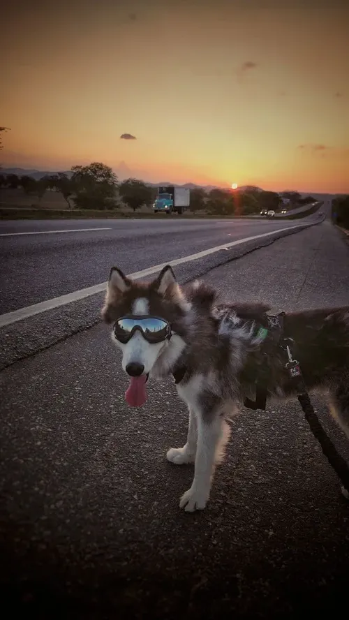 Adjustable Dog Goggles for Skiing, Travel, UV Eye Protection photo review