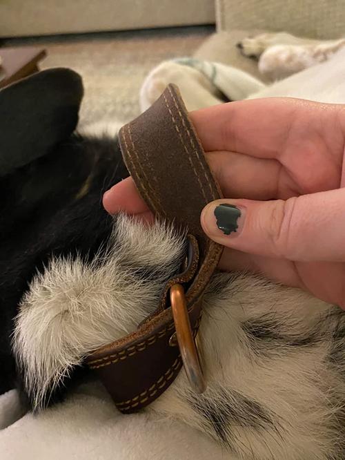 Barbour Dog Collar with Rustproof Double D-Ring photo review