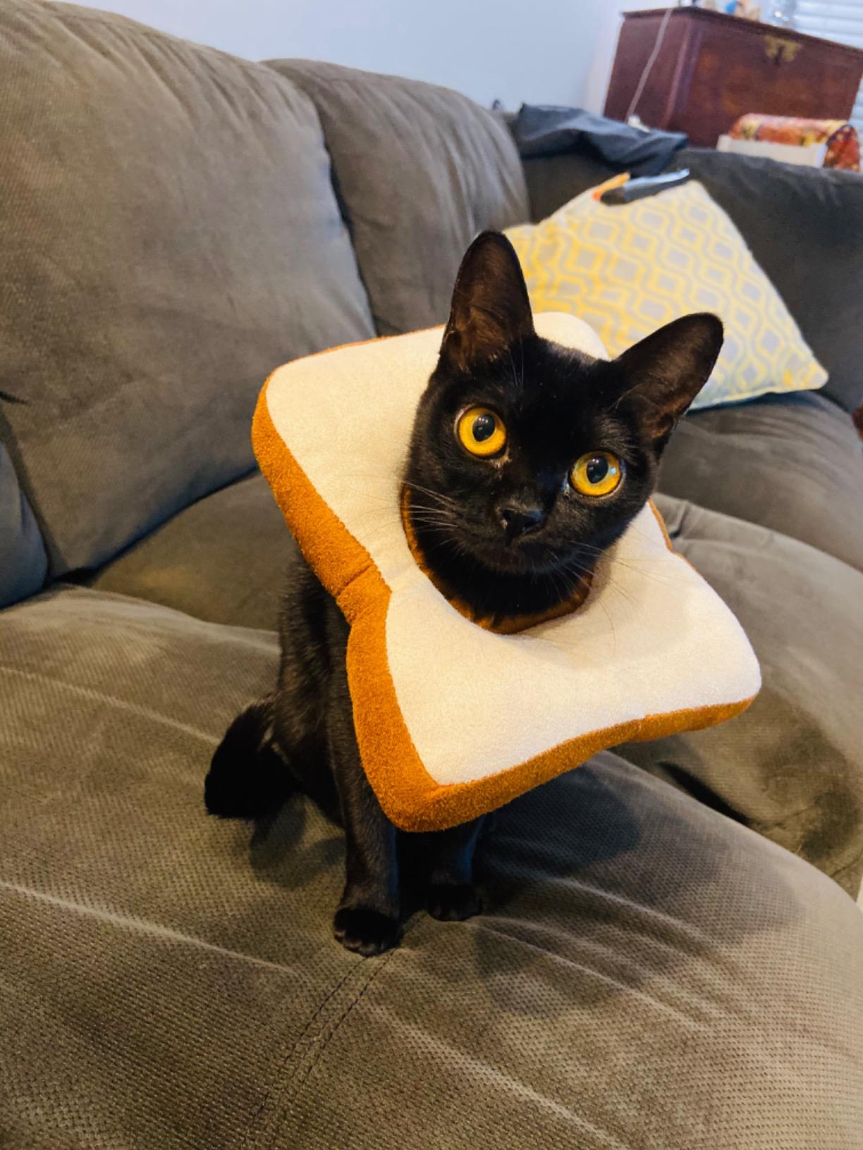 Bread Shaped Pet Collar - Toast Cat Adjustable Collar Wound Healing photo review