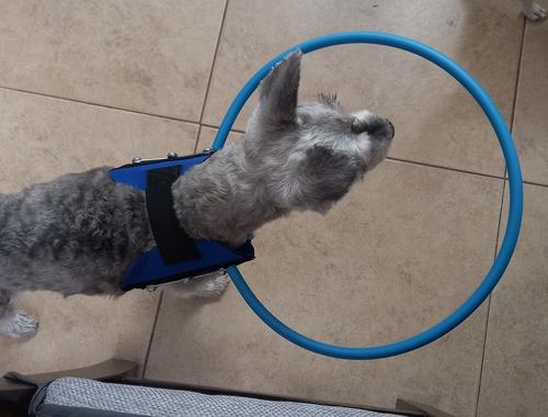 Bumper Collar Guide For Blind Dogs Harness photo review