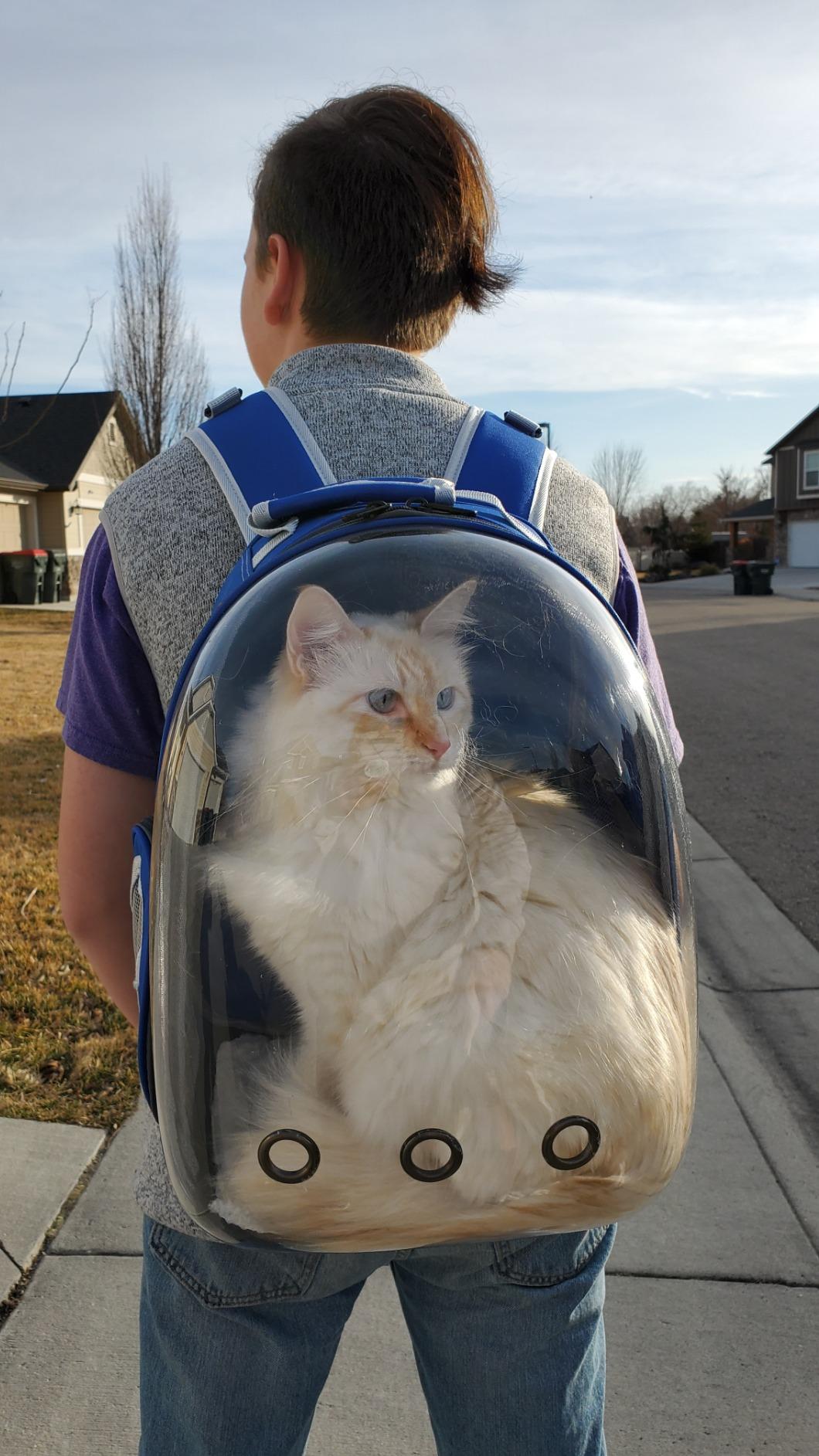 Bubble Backpack Carrier for Larger Cats Travel Outdoor photo review