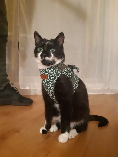 Cat Vest Harness And Leash Set To Outdoor Walking photo review