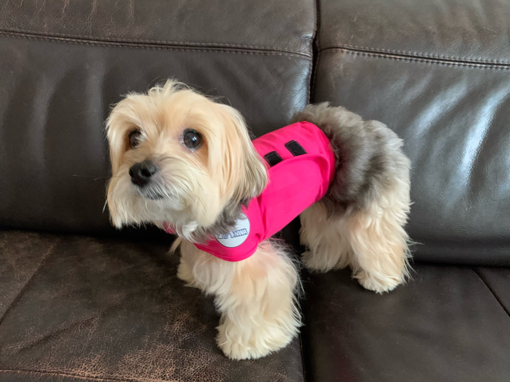 Dog Anti-Anxiety Thundershirt photo review