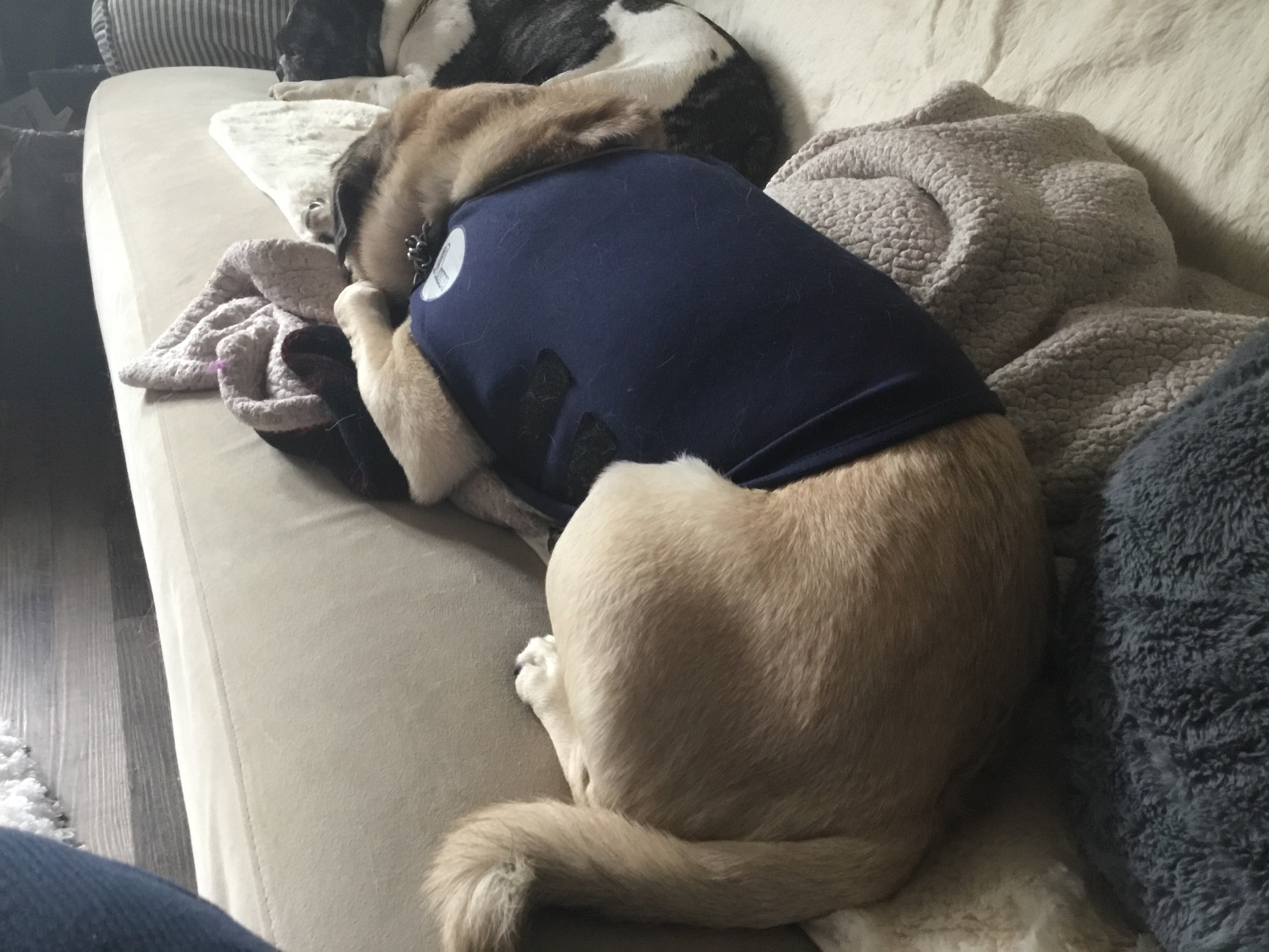 Dog Anti-Anxiety Thundershirt photo review