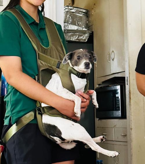 Hunde-Rucksackträger, mit ausgestreckten Beinen, einfach anzubringender Hunde-Vorderträger für kleine, mittelgroße Hunde, verstellbarer, freihändiger Hunde-Brustträger photo review