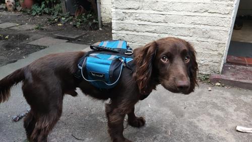 Dog Backpack Harness photo review