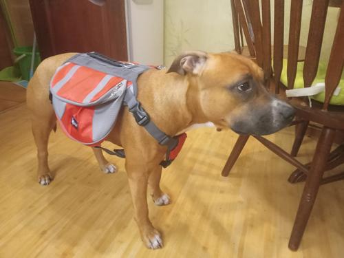 Dog Backpack Harness photo review