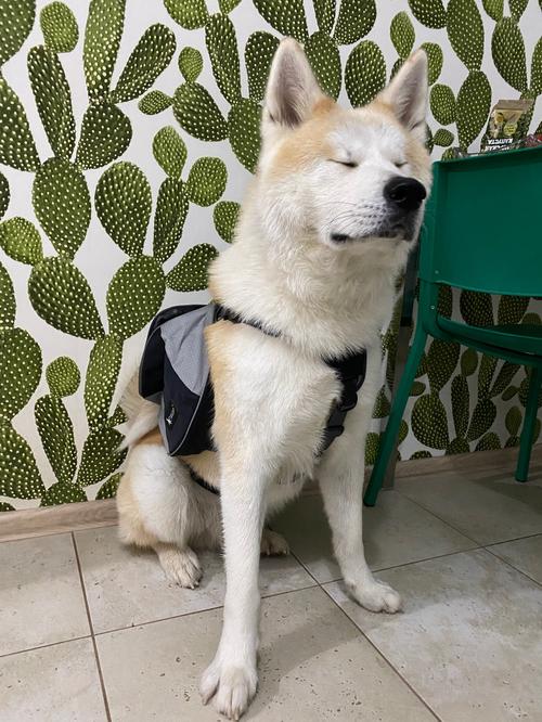 Dog Backpack Harness photo review