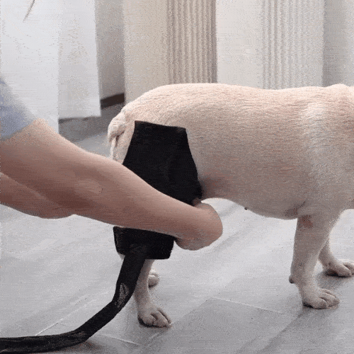 Dog Knee Brace for Luxating Patella
