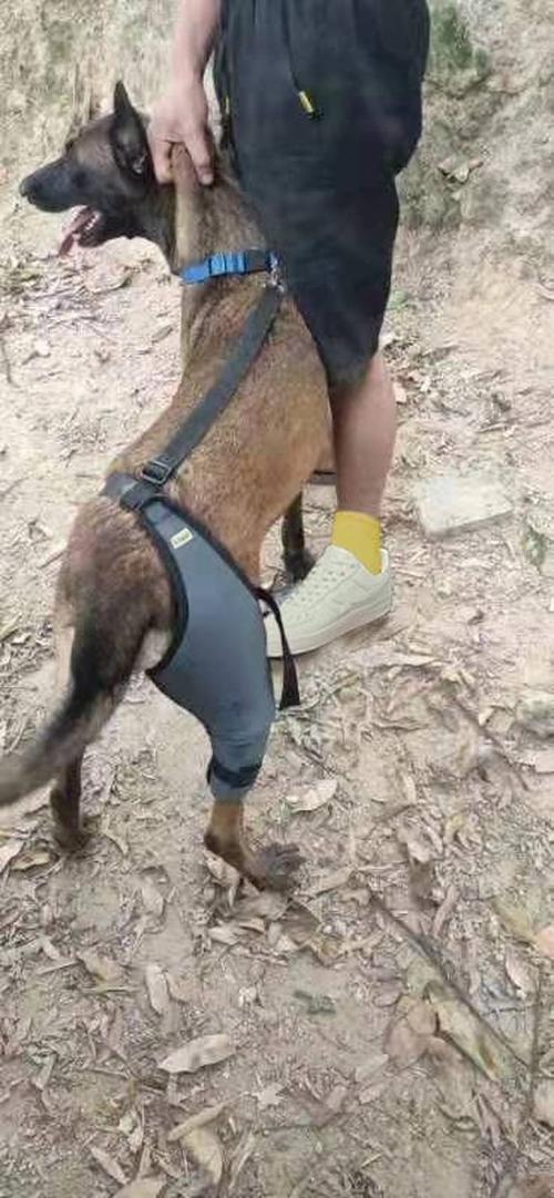 Dog Knee Brace for Luxating Patella photo review