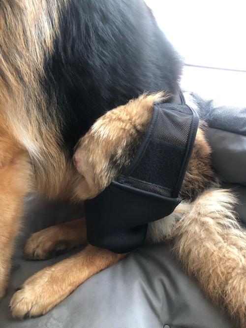 Dog Knee Brace for Luxating Patella photo review