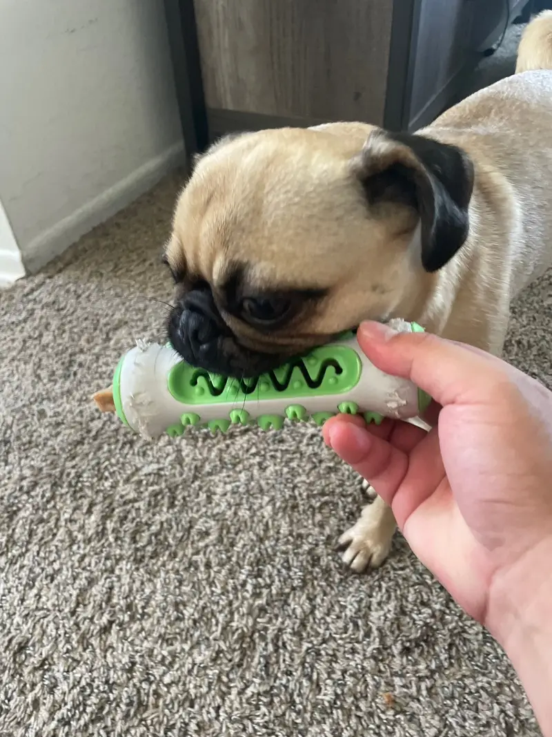 Dog Molar Toothbrush Toys for Chewing & Cleaning Teeth - Safe Puppy Dental Care photo review