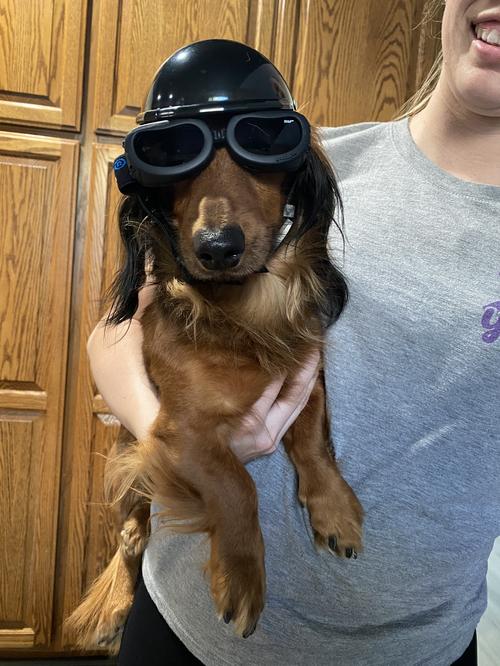 Dog Motorcycle Helmet And Goggles - Black photo review