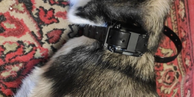 Rechargeable Dog Training Collar with Anti-Barking Device photo review