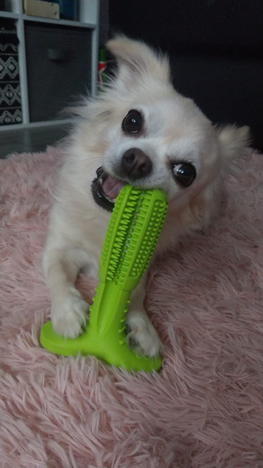 Dog Teeth Grinding Brush - Prevent Gum Disease & Bad Breath photo review
