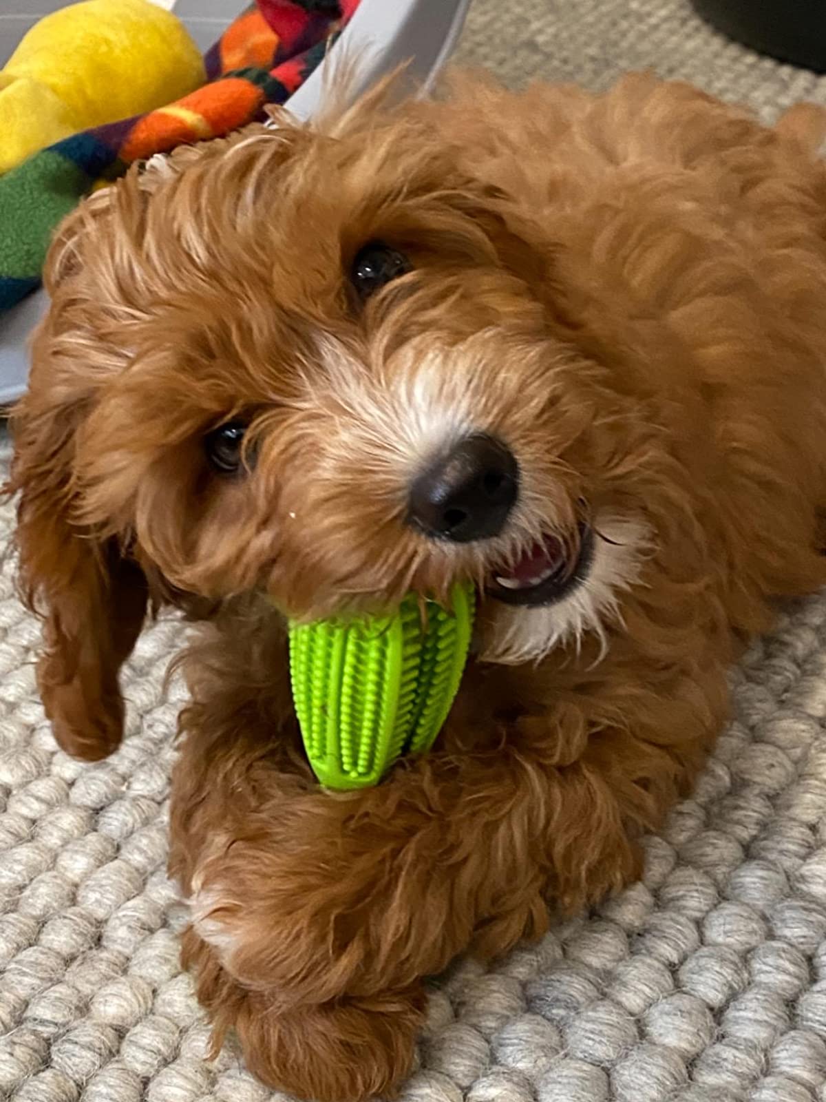 Dog Teeth Grinding Brush - Prevent Gum Disease & Bad Breath photo review