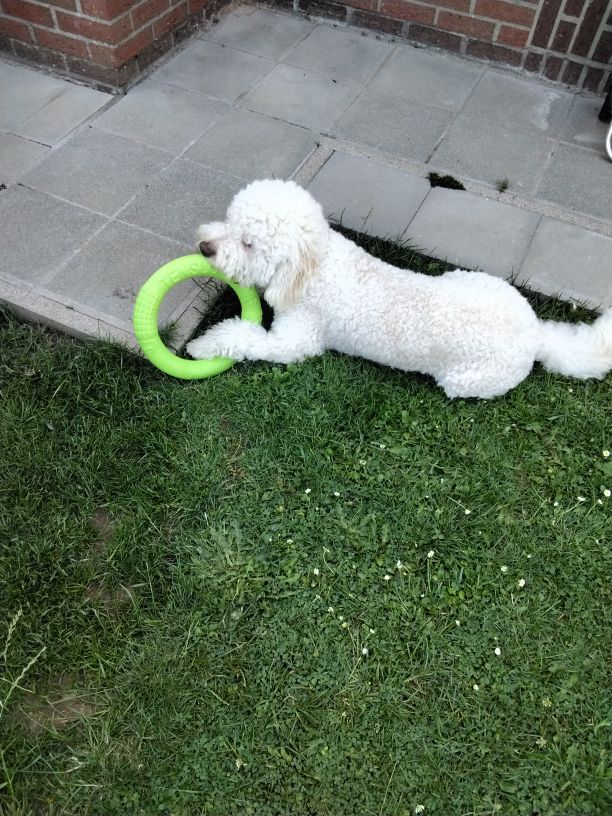 Dog Toys for Training, Puller, Flying Disk, Chewing, Outdoor Play photo review