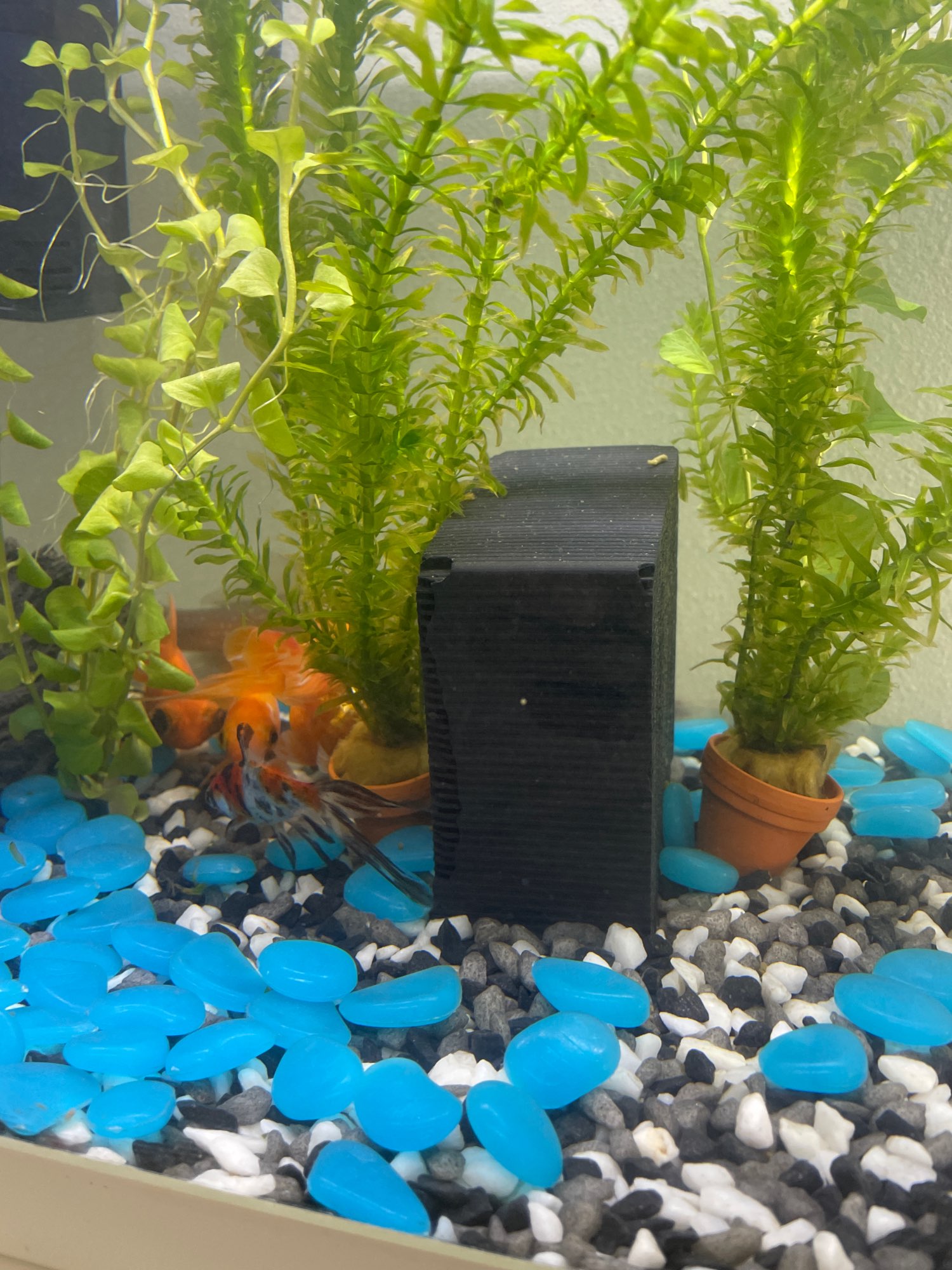 Eco-Aquarium Water Purifier Cube, Cube Honeycomb Activated Carbon Fish Tank Water Purification Filter photo review