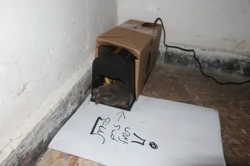 Electric Shock Mouse Trap – Safe, Non-Toxic photo review