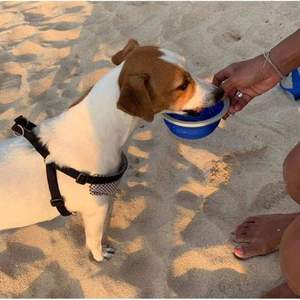 Multi-Functional Dog Leash With Water Bottle Bowl & Waste Bag Dispenser photo review