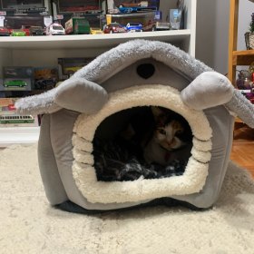 Foldable Small Pet House Bed photo review