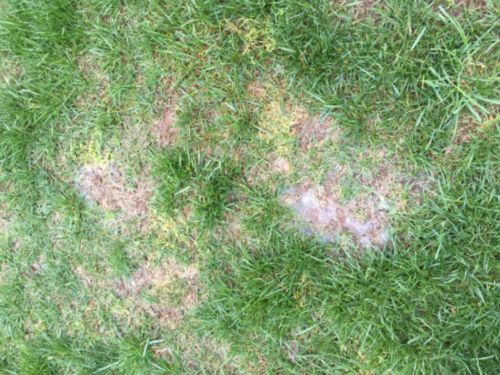 Grenn Grass Lawn Spray photo review