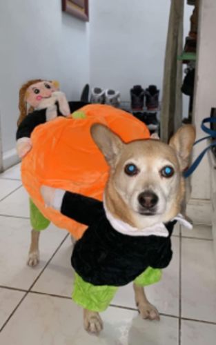 Halloween Pet Pumpkin Costume photo review