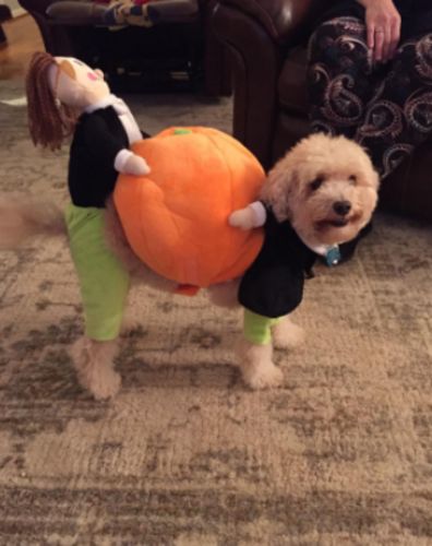 Halloween Pet Pumpkin Costume photo review