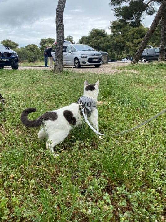 Harness And Leash Cat Adventure photo review