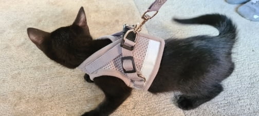 Harness And Leash Cat Adventure photo review