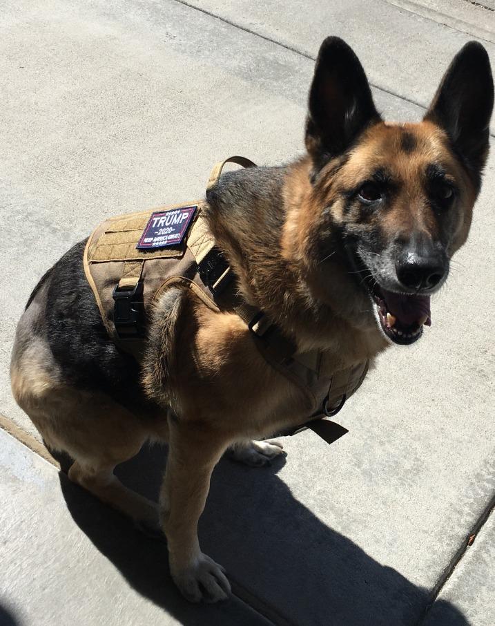 Ihrtrade Tactical Dog Harness For Large Dogs With Handle And Molle & Loop Panels photo review