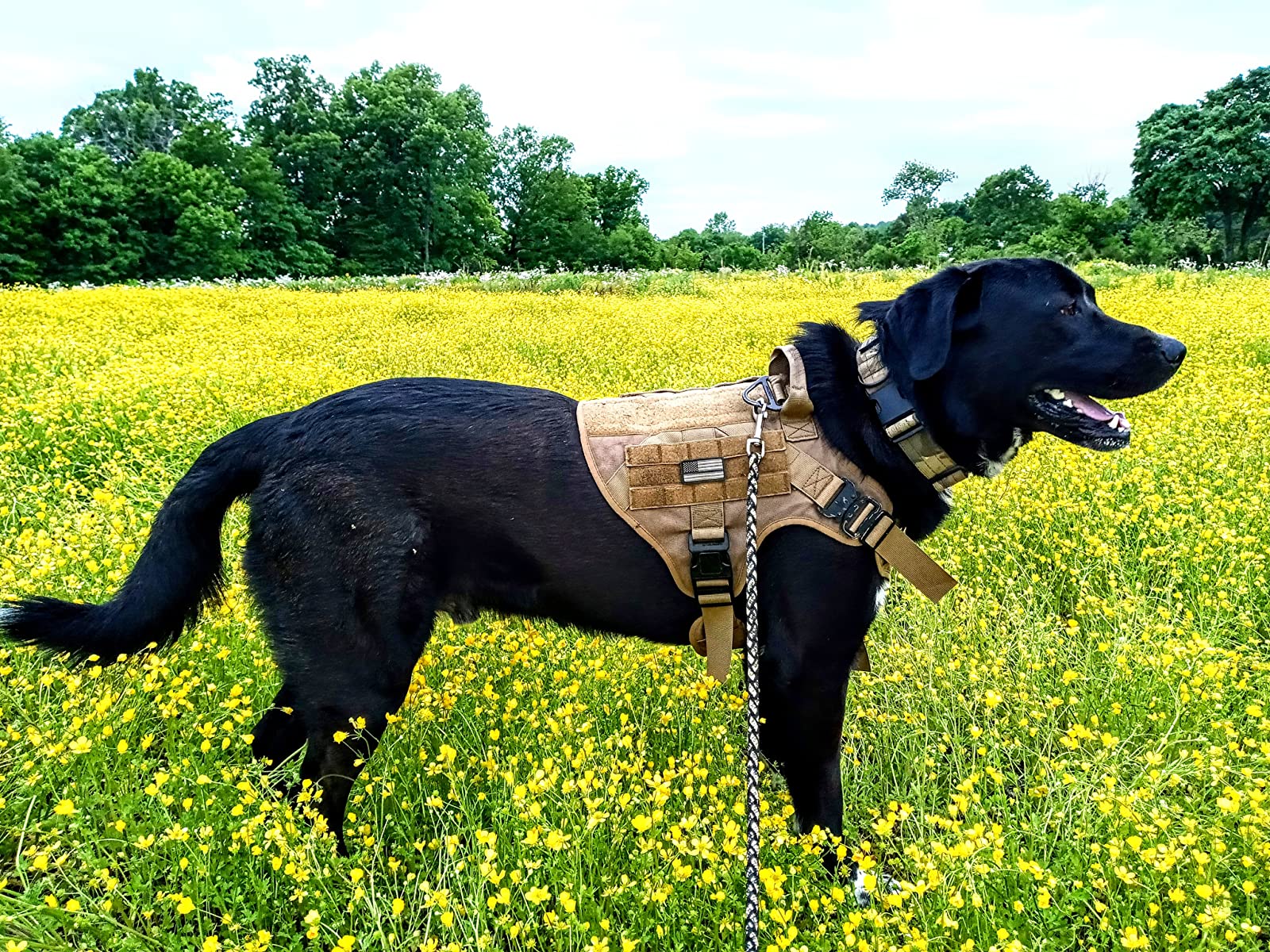 Ihrtrade Tactical Dog Harness For Large Dogs With Handle And Molle & Loop Panels photo review