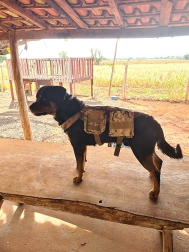 Ihrtrade Tactical Dog Harness Molle System Vest Adjustable Military Working Dog Vest Training Vest K9 Harness photo review