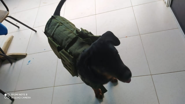Ihrtrade Tactical Dog Harness with Molle System and Adjustable Vest photo review