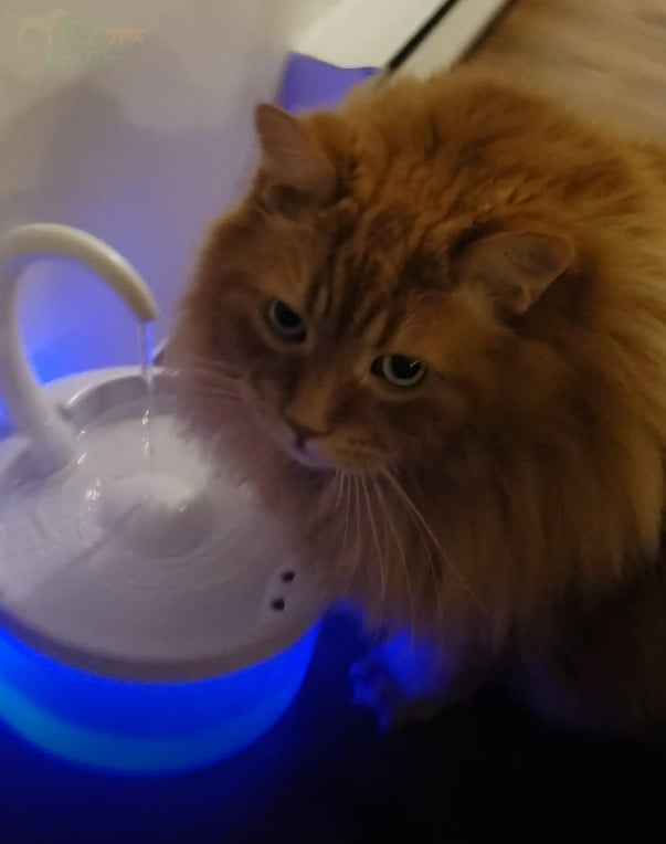 Intelligent Cat Drinking Water Fountain Automatic Circulating Water Dispenser photo review