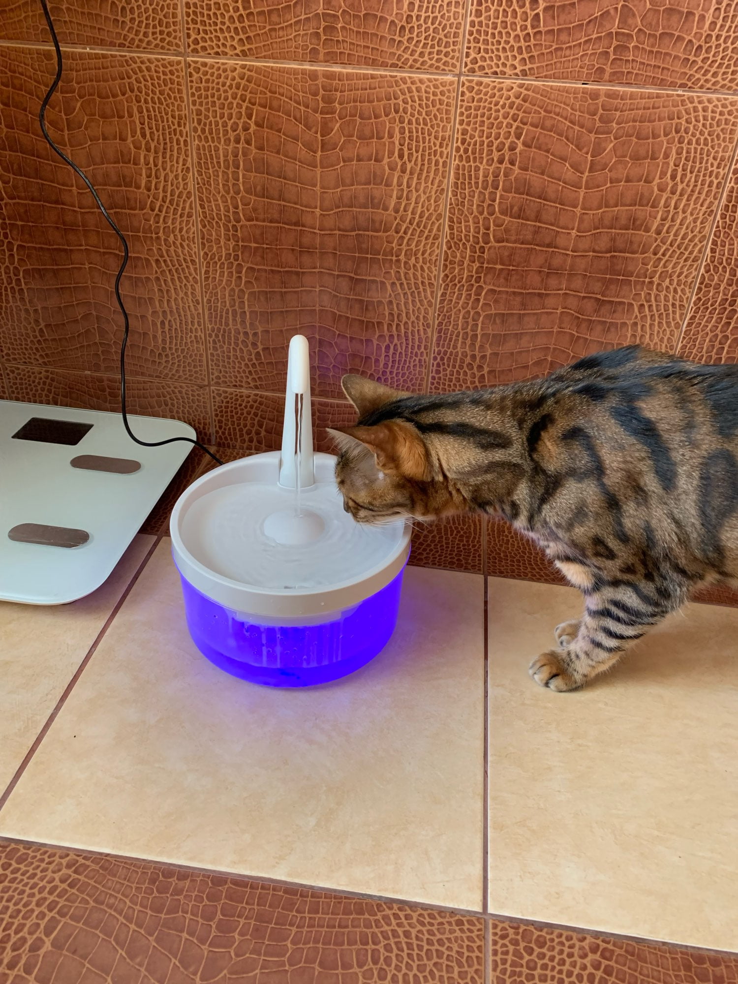 Intelligent Cat Drinking Water Fountain Automatic Circulating Water Dispenser photo review