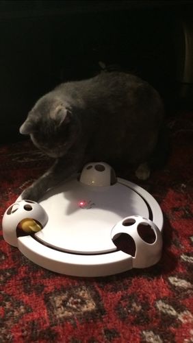Interactive Mouse Pounce Cat Toy photo review