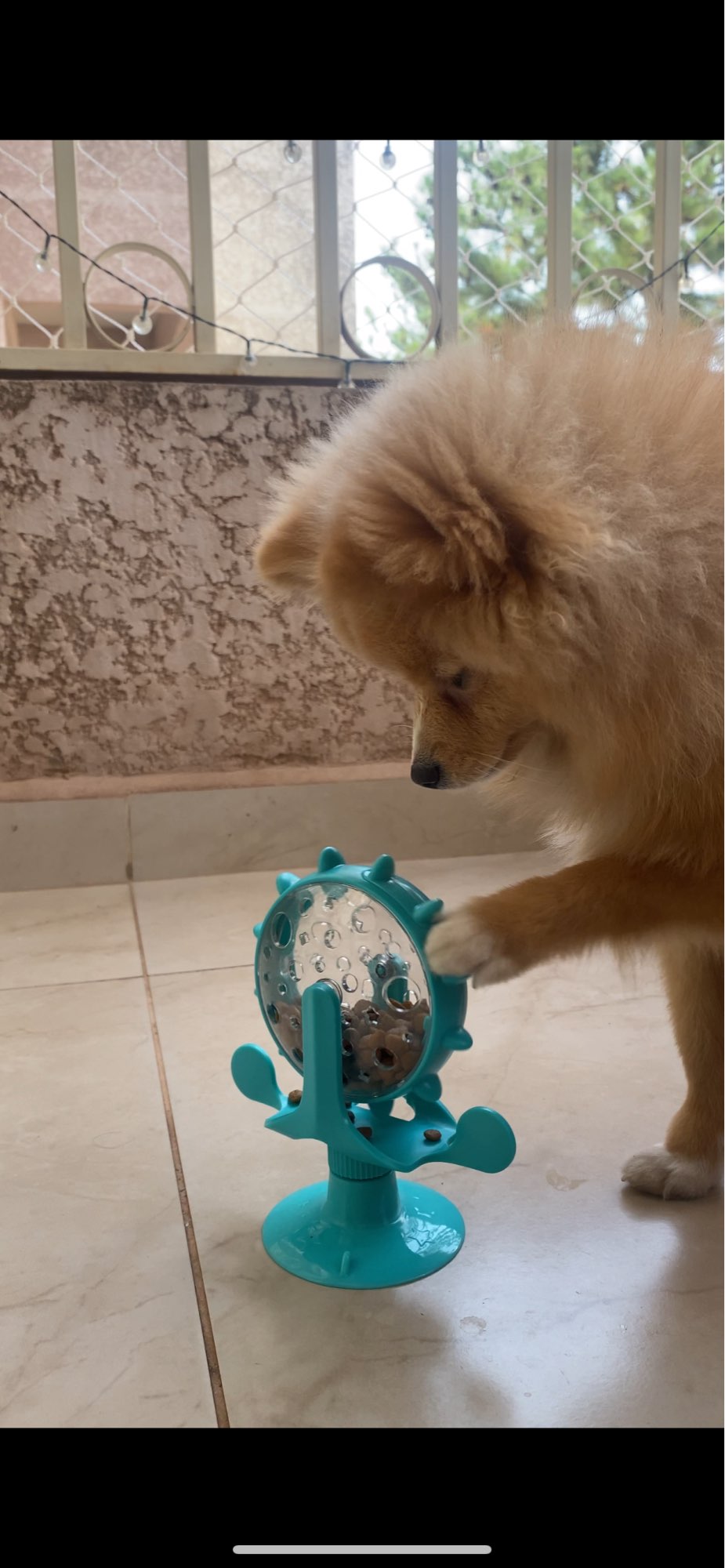 Funny Dog Treat Leaking Toy with Wheel Interactive Toy for Dogs Puppie –  Ganesa Trading Inc.