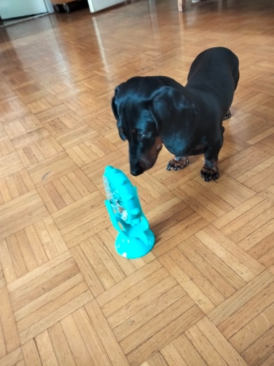 Interactive Treat Leaking Toy for Slow Dog/Cat Feeder - Firik