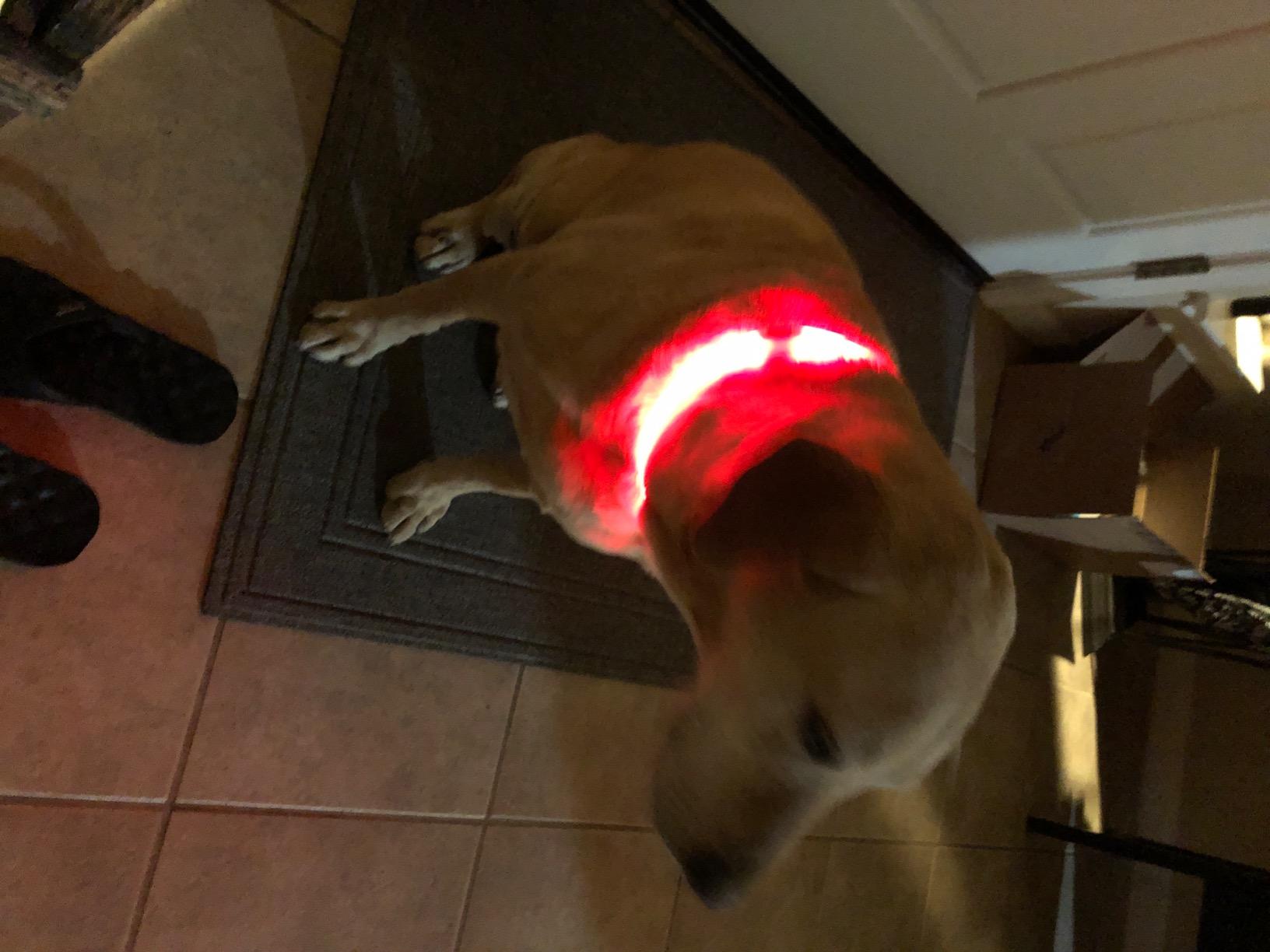 Led Dog Collar Flashing photo review