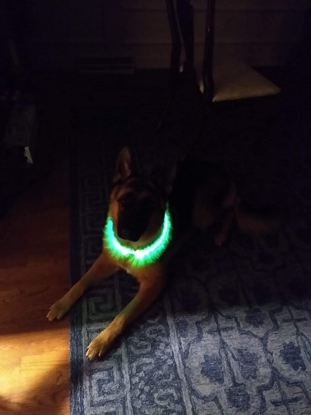 Led Dog Collar Flashing photo review