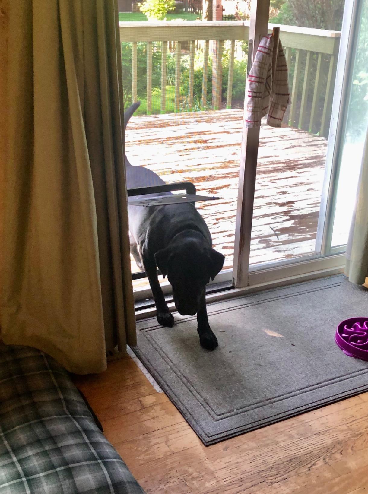 Lockable Pet Door For Home Door Access - Gray photo review
