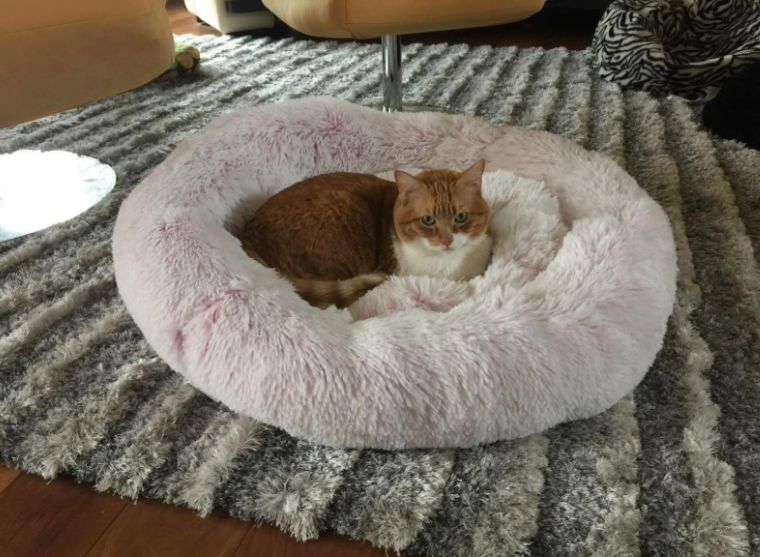 Marshmallow Cat Bed Calming Soft Round Bed photo review
