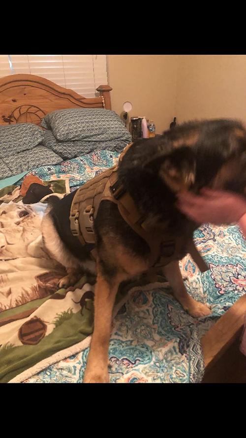 Tactical Dog Training Vest Adjustable Harness Set photo review