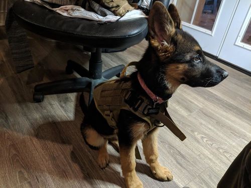 Military Tactical Dog Harness, Tactical Dog Clothes Outdoor Dog Vest photo review