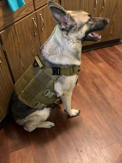 Tactical Dog Training Vest Adjustable Harness Set photo review